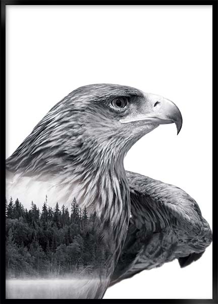Plakat - ørn