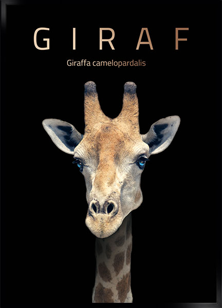 Plakat - Giraf