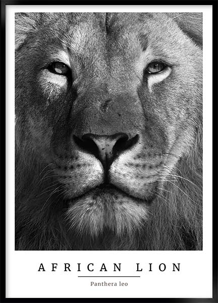 Plakat - Afrikansk løve