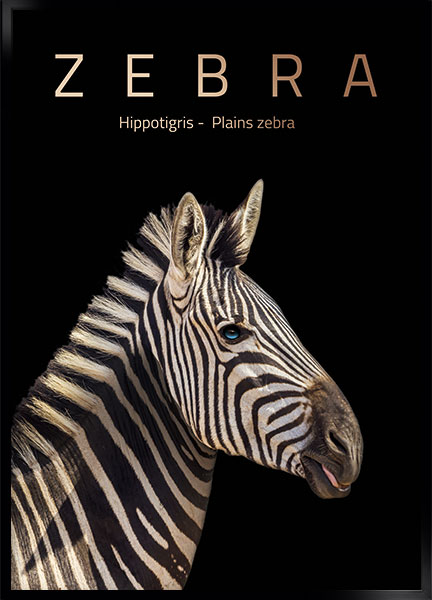 Plakat - Zebra