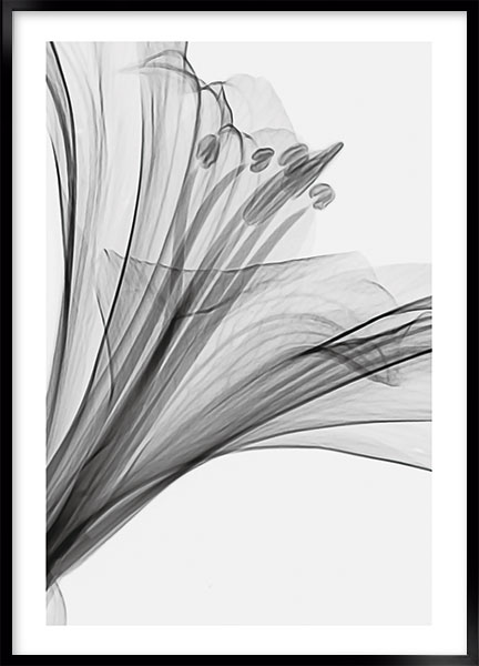 Plakat - Lily no2