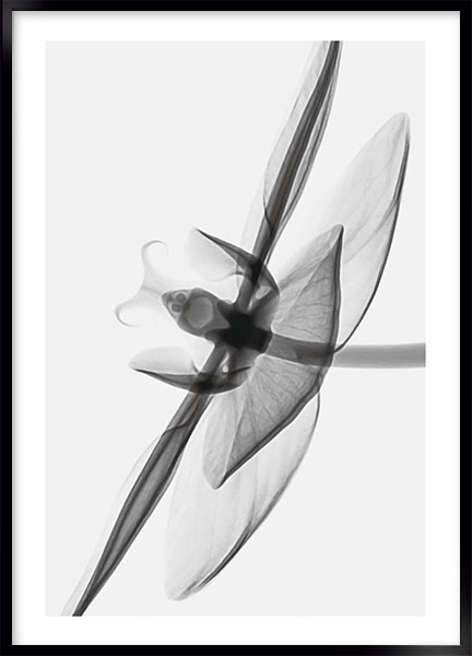 Plakat - Lily no3
