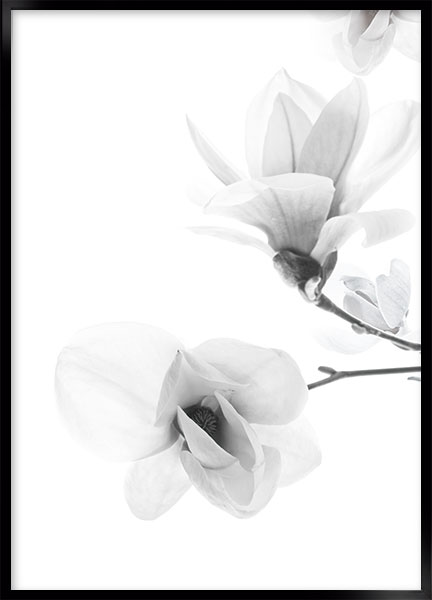 Plakat - Magnolia