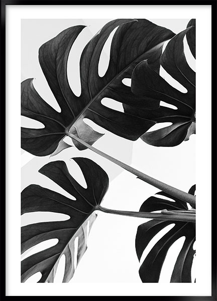 Plakat - Monstera