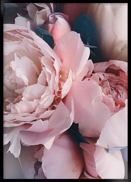 Plakat - Belle rose no3