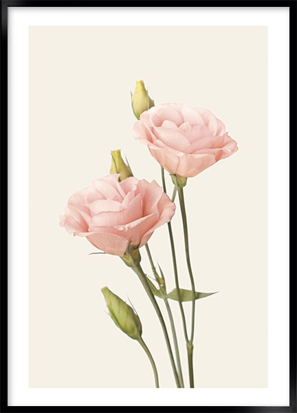 Plakat - Eustoma no1