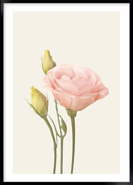 Plakat - Eustoma no2
