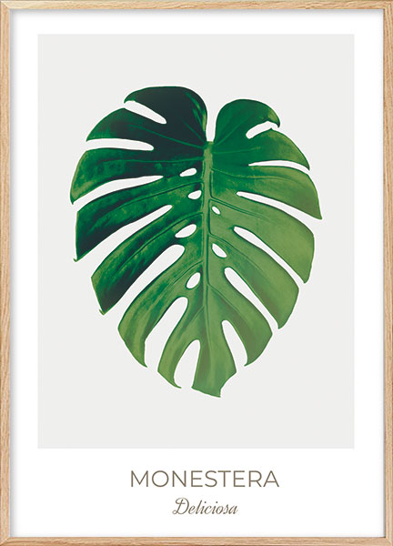 Plakat - Monestera