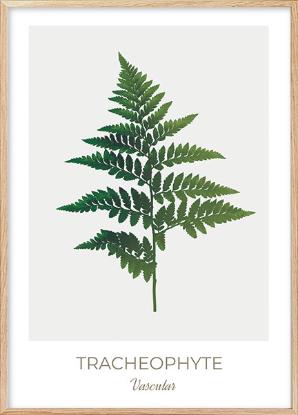 Plakat - Tracheophyte