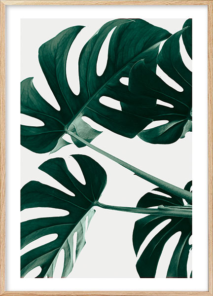 Plakat - Monstera no1