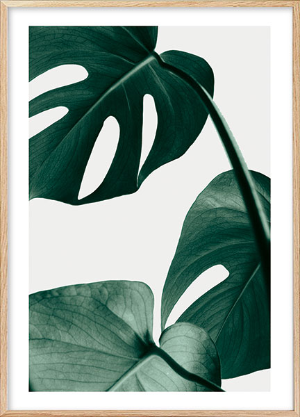 Plakat - Monstera no2