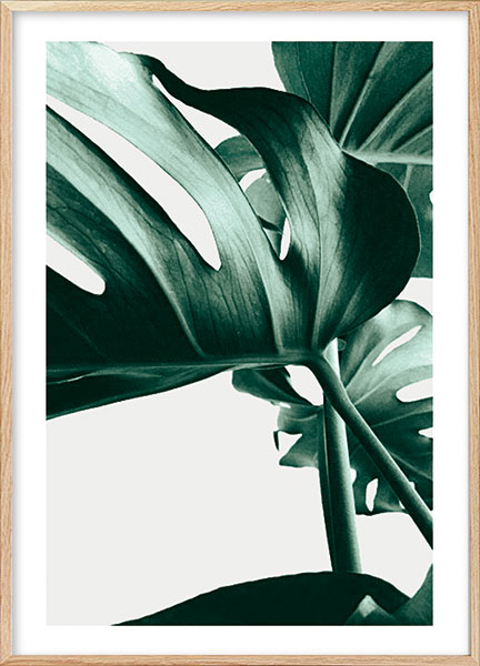 Plakat - Monstera no3