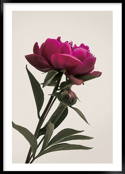 Plakat - Peony burgundy no1