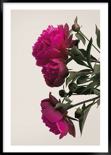 Plakat - Peony burgundy no2