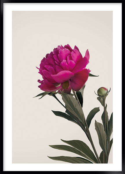 Plakat - Peony burgundy no3