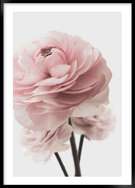 Plakat - Pink rose no1
