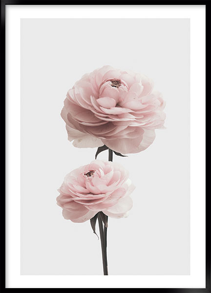 Plakat - Pink rose no3