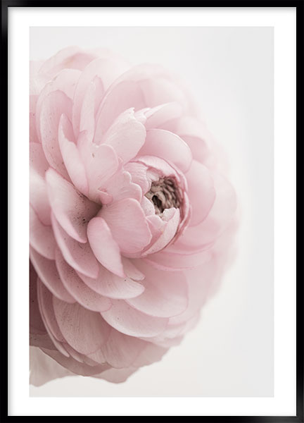 Plakat - Pink rose no4