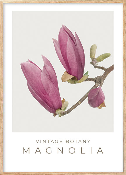 Plakat - Vintage magnolia no1