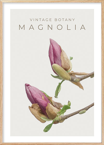 Plakat - Vintage magnolia no3