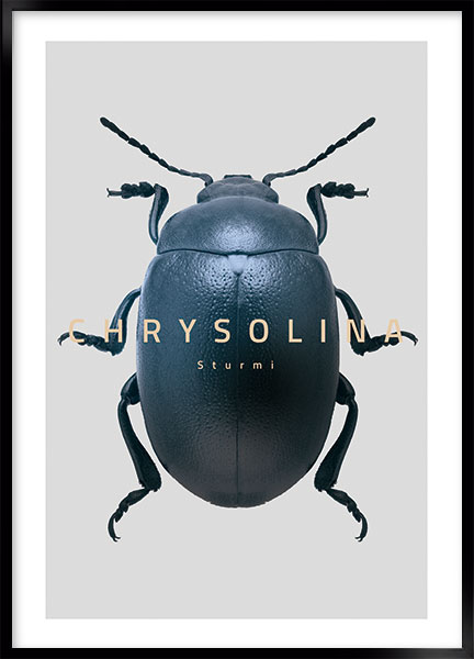 Plakat - Bug Chrysolina