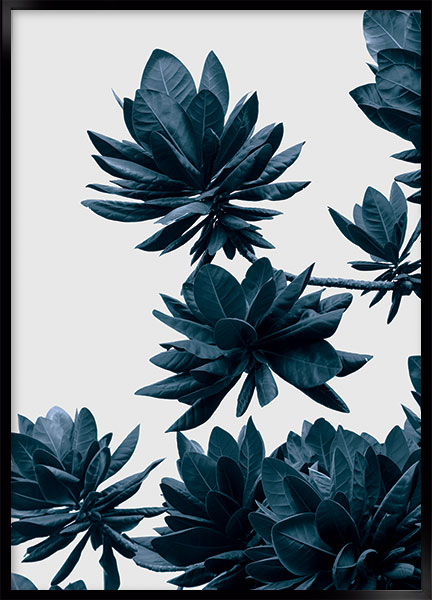 Plakat - Umbrella tree no1