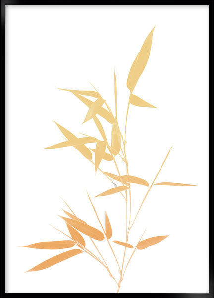 Plakat - Bamboo