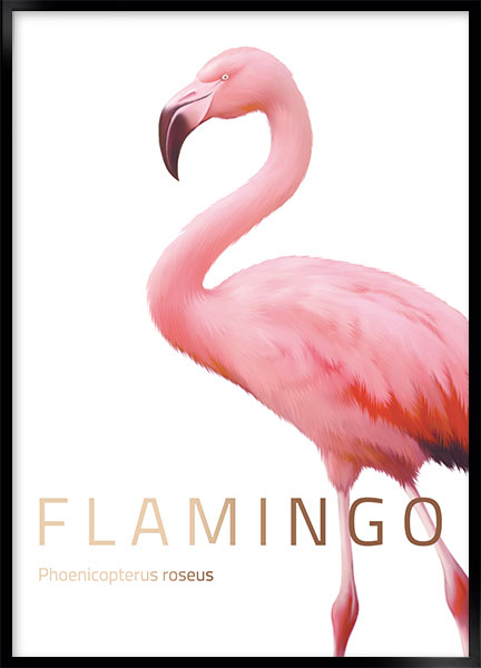 Plakat - Flamingo